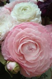 Pin On Gardening