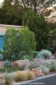 Vauquelinia Corymbosa Ssp Angustifolia Chisos Rosewood And Hillspire Juniper Juniperus Virginiana In New Mexico Drought Front Yard Garden Front Yard Garden