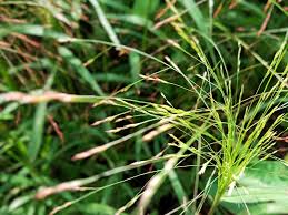 Image result for Eragrostis macrochlamys