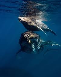 Hawaii Biz On Instagram Gosh Darn Whales Harassing Me Whale Ocean Animals Waterfall