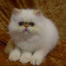And this may be barely visible coloring, easy to miss on pics of young kittens, if you dont look closely you may even think the kitten is solid colored, whitish as they are. Pin By Edith R On Fur People Cute Cats And Dogs Gorgeous Cats Pretty Cats