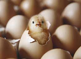 We did not find results for: Ayam Dan Telur Cerita Lucu Komik Lucu Dan Humor Terbaru