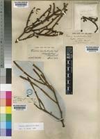 Image result for Viscum combreticola