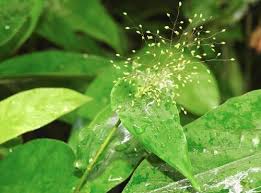 Image result for Panicum subflabellatum