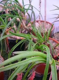 Image result for Aloe inyangensis