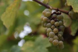 Botrytis Cinerea ile ilgili gÃ¶rsel sonucu