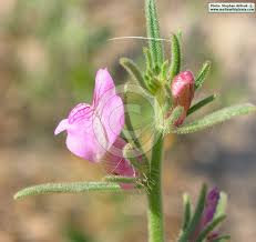 Image result for Misopates