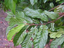 Image result for Uvaria angolensis