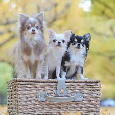 Chihuahua Cute Chihuahua Chihuahua Puppies Chihuahua Funny