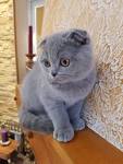 Scottish Fold