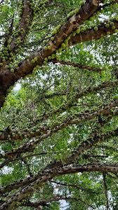 Image result for Ficus sansibarica