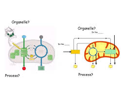 Producing the energy currency of the cell, the atp. Photosynthesis Vs Cellular Respiration Diagram Quiz