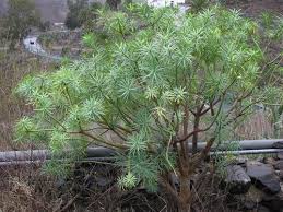 Image result for Euphorbia jubata