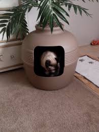 Never disturb you cat during its litterbox use! 13 Of The Best Litter Boxes You Can Get On Amazon