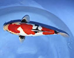 Maybe you would like to learn more about one of these? 50 Jenis Ikan Koi Beserta Gambar Dan Harganya Terbaru Hobinatang