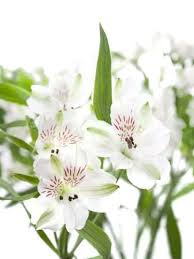 Maybe you would like to learn more about one of these? Weisse Blumen Welche Schnittblumen Bluhen Weiss Blumigo