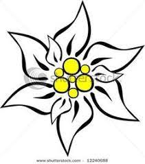 Edelweiss Lukisan Bunga Sketsa Sketsa Bunga