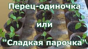 можно ли сажать помидоры по две штуки в лунку Pikirovka Perca Po Odnomu I Po Dva V Lunku Chto Luchshe Youtube