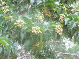 Image result for Volkameria glabra