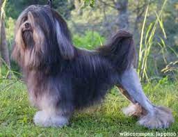The löwchen shares common roots with other members of the bichon family, which includes the bichon frise and havanese, among others. The Lowchen