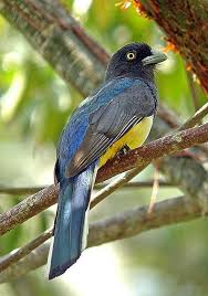 Black Bird With White Chest And White Tipped Tail Endemic To Western Mexico The Citreoline Trogon Is Fairly Common In Arid Or Semi Arid Woodland Habitats Mangroves And Bird Species Most Beautiful Birds Birds