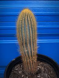 Image result for Scolopia stolzii