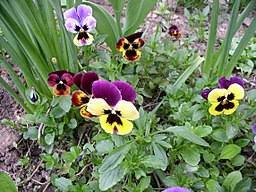 Check spelling or type a new query. Winter Blooming Plants Winter Flowers For Australia