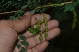 Image result for Ormocarpum