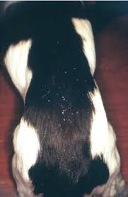 Image result for what do Cheyletiella look like in dog fur