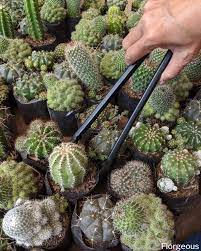 Almost all types of cacti require slightly acidic soil to thrive, although some plants require higher acidity potting mix than others. The Best Cactus Succulent Soil For Maximum Growth Recipe Florgeous