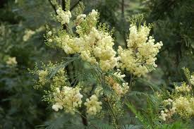 Image result for Acacia mearnsii