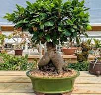 The Weird Little Bonsai Everyone Talks About: Ginseng Grafted Ficus (Ficus microcarpa ‘Ginseng’)