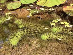 Image result for Aldrovanda vesiculosa