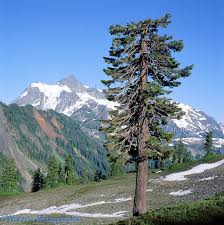 Mountain Hemlock Photo Wp01901