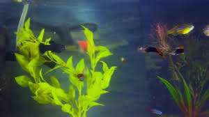 Ikan hias komet comet goldfish mas air tawar: Ikan Akuarium Stok Video Ikan Akuarium Rekaman Bebas Royalti Depositphotos