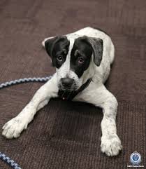 Maybe you would like to learn more about one of these? Nbn News Missing Dog Found 300km From Home In Yass