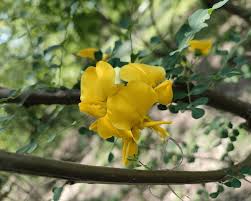 Image result for Calpurnia aurea