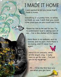 There are meadows and hills for all of our special friends so they can run and play together. Quotes About Rainbow Bridge 46 Quotes