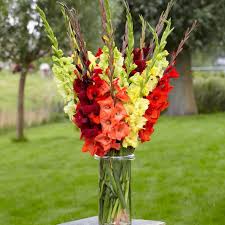 Image result for Gladiolus hollandii