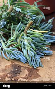 Image result for tbn:HNtrRnQBmFuaxM::www.bluechopsticks.com/img_large/800CC_0805S1015.jpg