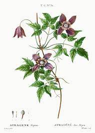 Alpine Clematis Atragene Alpina From Trait Eacute Des Arbres Et Arbustes Que L Rsquo On Cultive En France En P Clematis Flower Illustration Flowering Quince