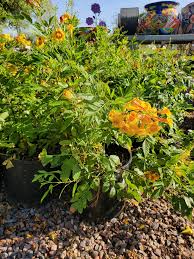 Image result for Tecoma stans