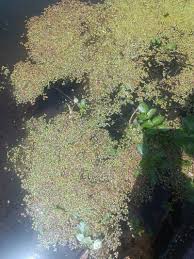 Image result for Lemna