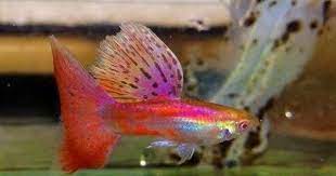 A Discussion Of The Micariff Phenotype Misconceptions And Facts Guppy Fish Guppy Tropical Fish Aquarium