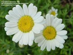 Pyrethrum Daisy Dalmation Pyrethrum Chrysanthemum Cinerariaefolium The Plant Used To Make Insecticide Plant It Aro Deer Proof Plants Chrysanthemum Daisy