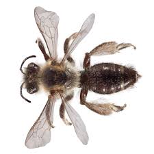 This means they have three types of photoreceptor cells for but how do bees find flowers they need to pollinate? New Zealand S Native Bees Quiet Lives Of Desperation Te Papa S Blog