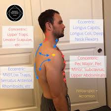Press your fingers tightly against the pads of your palms with your thumbs sticking out, and place your knuckles to your temples. Rounded Shoulders Forward Head And Kyphosis Oh My How To Fix Your Asymmetries Waugh Personal Training