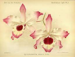 Dictionnaire Iconographique Des Orchidees Dendrobium Botanical Art Prints Botanical Art Orchid Illustration