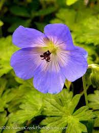 Geranium Rozanne At Digging Dog Nursery Geranium Rozanne Geraniums Digging Dogs