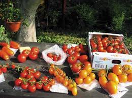 Von innen keimende tomaten sehen vielleicht nicht appetitlich aus, allerdings handelt es der grund hierfür ist, dass sich in den grünen pflanzenteilen der giftige stoff solanin befindet, der in größeren. Tomaten Vielfalt Nicht Immer Rund Aber Immer Gesund
